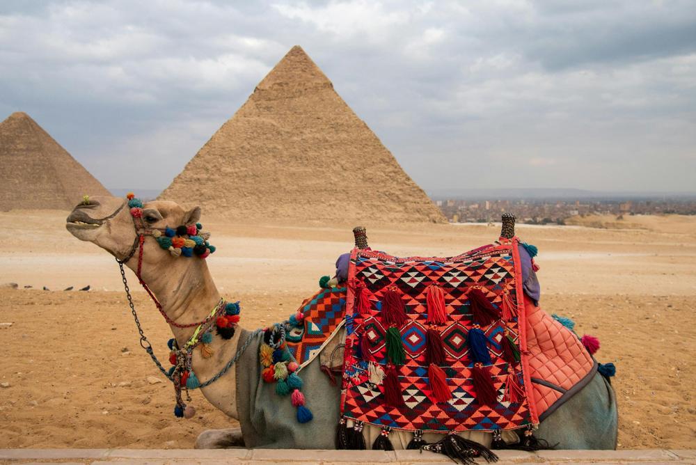 Camel pyramids