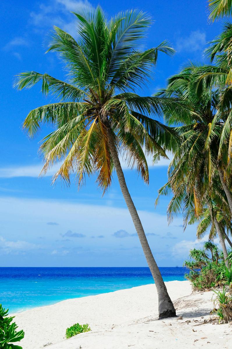 Tropical beach-a93e9cc628024b4a8772acbdea0ead45.jpg Tropical beach